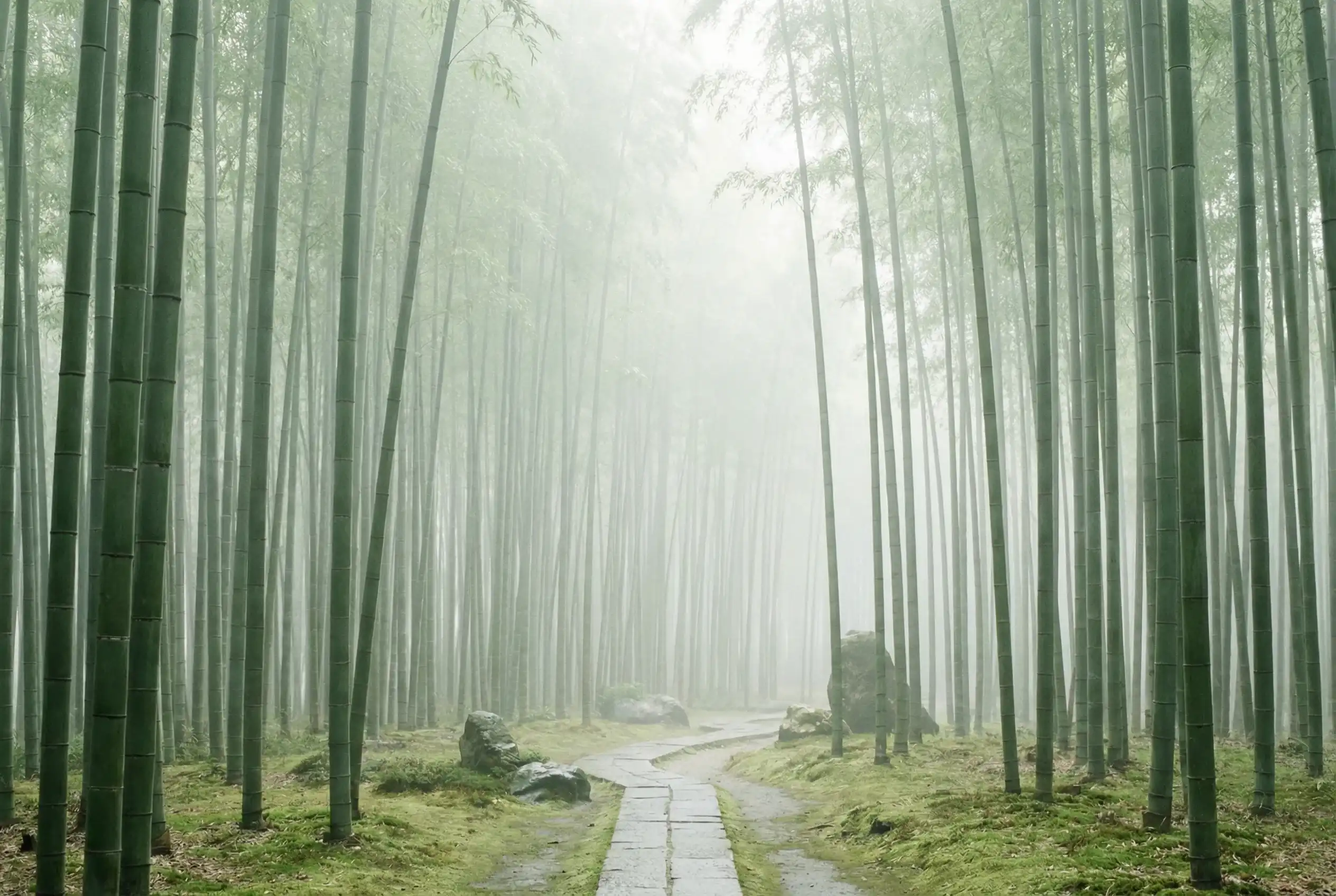 彩票平台 pc28.com静心推演竹林